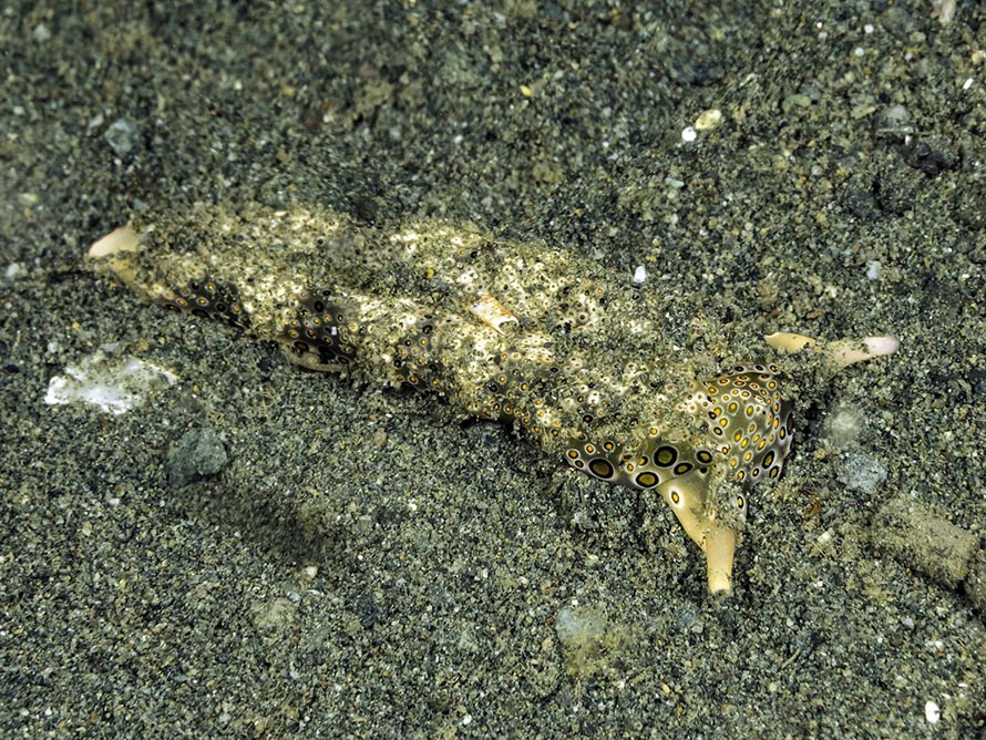 Plakobranchus ocellatus